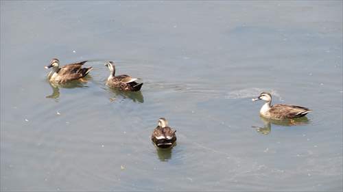 相野橋上流側の沖館川側でくつろぐ水鳥たち